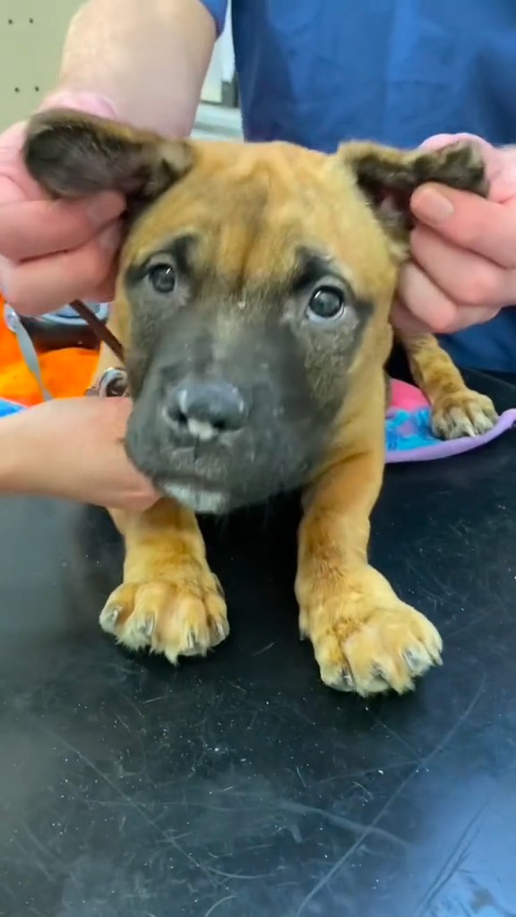 Loki was taken to a vet covered in lumps and bruises. X-rays revealed that his ribs and paws were also fractured 😞 His vet suspected intentional abuse and called us to investigate, and that's where his story began. Read about Loki's journey to recovery: