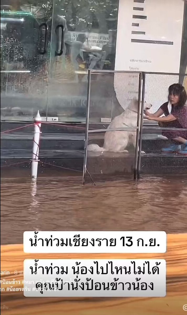 คลิปนี้ เห็นแล้วซึ้งเลย 🥹🥰เจ้าของคลิปถ่ายตอนขับรถผ่าน #น้ําท่วมเชียงราย #หนองคาย #แผ่นดินไหว เห็นคุณป้านั่งป้อนข้าวให้หมาจรที่หนีน้ำมา ✨🤍✨ ขอบคุณที่ดูแลน้องนะค่ะ ขอให้ปลอดภัยทั้งคุณป้าและน้องนะค่ะ🙏🥰