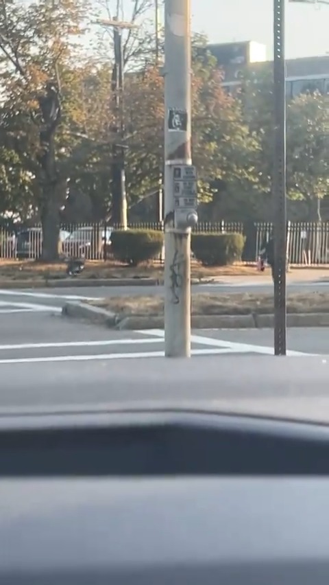 There's a turkey chasing people in South Boston right now... 📹: Julia Niccoli