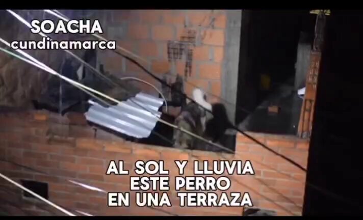Este perrito lleva días al sol y al agua sin que ninguna autoridad haya intervenido para protegerlo. Está en la terraza de una casa ubicada en la Kr 15 E # 15, barrio Balcón Real (Soacha). Ayuda 🆘️🆘️ @alcaldia_soacha
