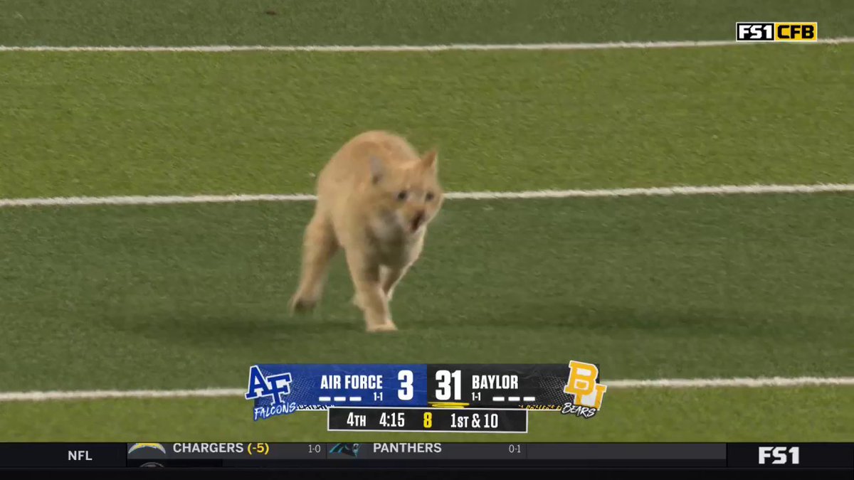 CAT ON THE FIELD