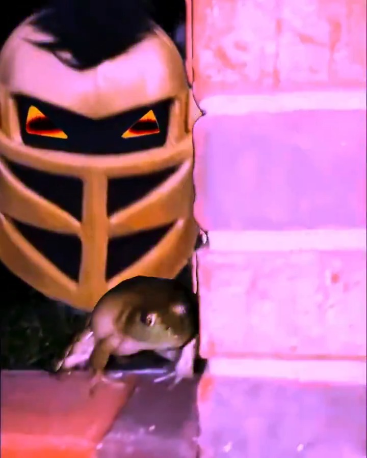 froglose.mp4