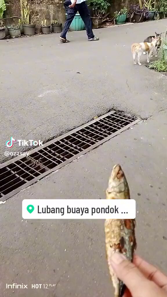 Diluar prediksi bmkg, bisa2nya kepikiran kucing berantem dikasih ikan 😭😂