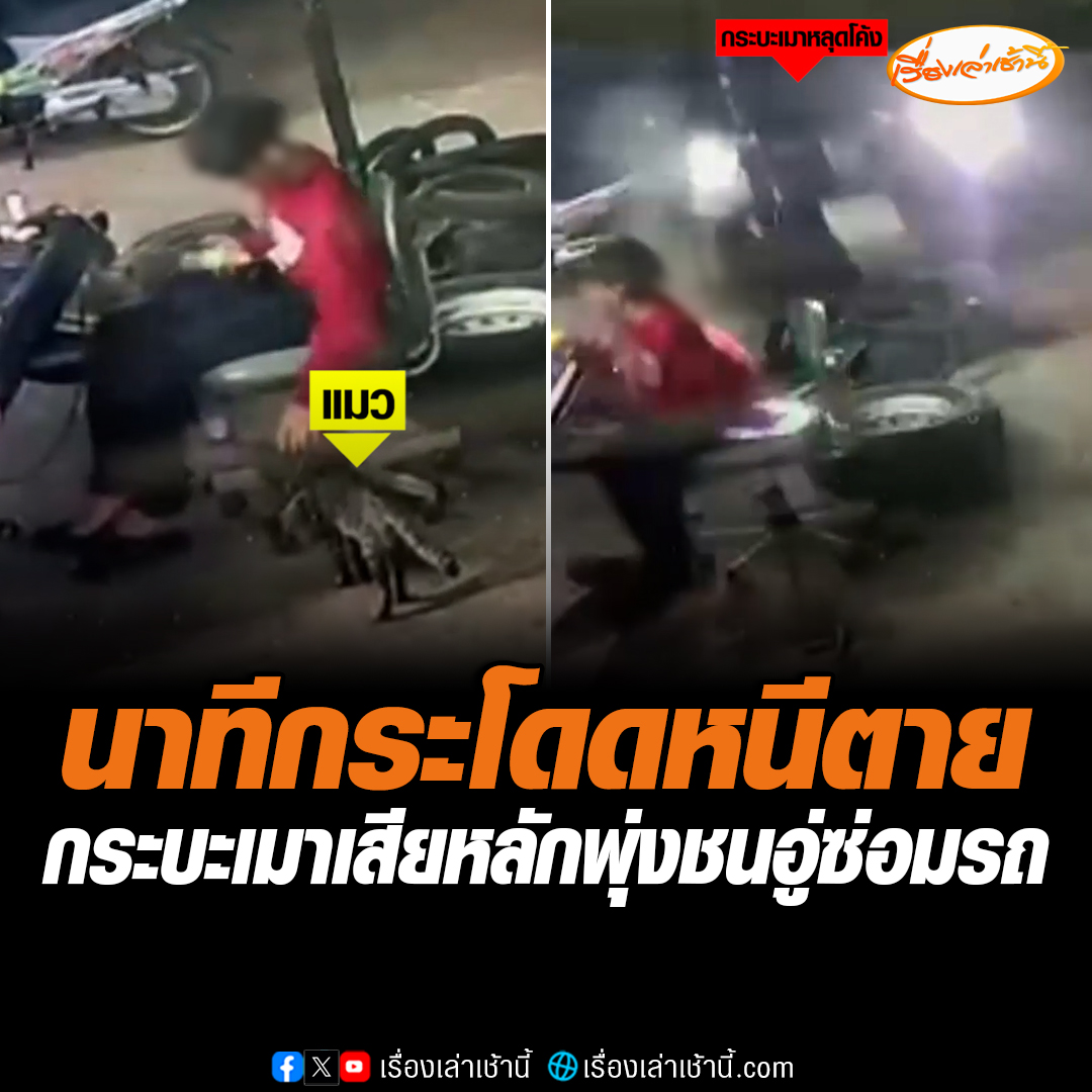 นาทีระทึก! กระบะเมาหลุดโค้ง พุ่งชนอู่ซ่อมรถเข้าอย่างจัง เฉียดหนุ่มวัย 15 ปี เล่นกับแมวอยู่หน้าร้าน กระโดดหนีรอดตายปาฏิหาริย์ เจ้าของอู่เข้าแจ้งความดำเนินคดีถึงที่สุด อ่านต่อ : #เรื่องเล่าเช้านี้ #ข่าวช่อง3 #นครราชสีมา #รอดตายเพราะแมว