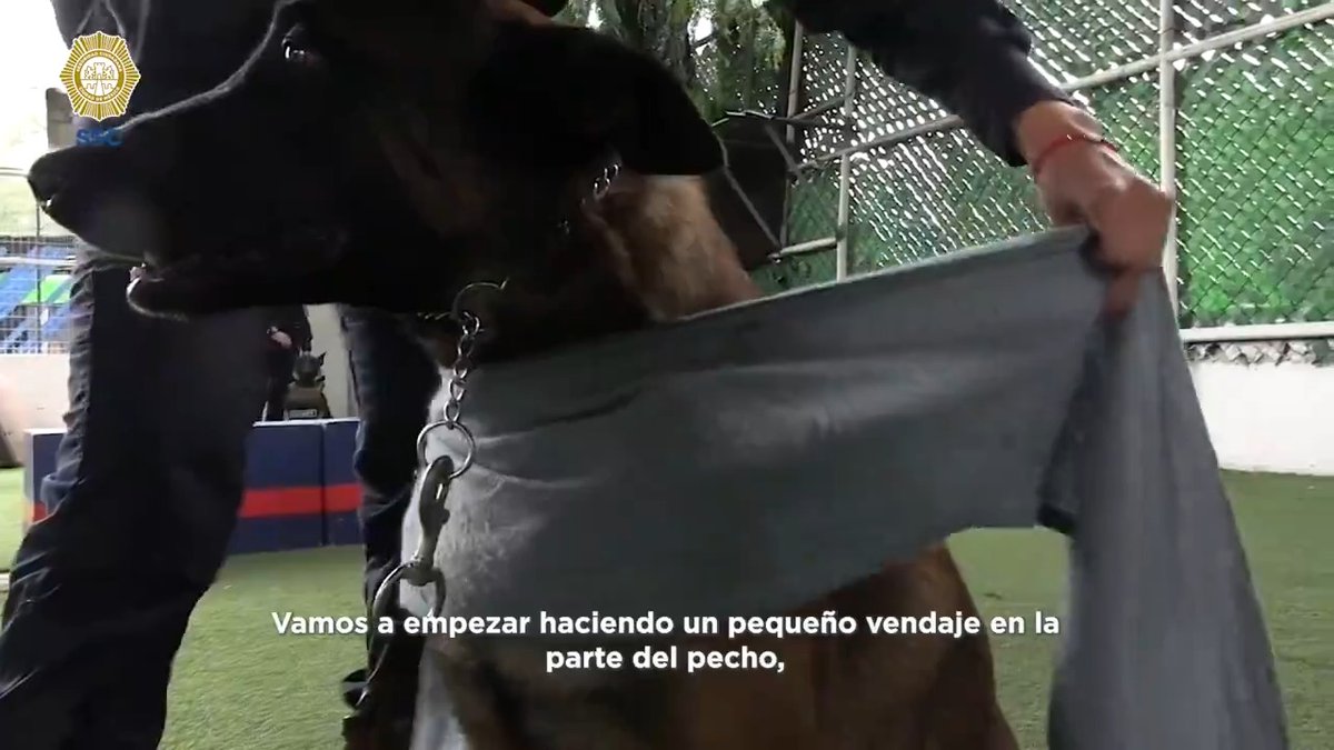 #FiestasPatrias l ¿Tu perrito se asusta con la pirotecnia? El método “Tellington Ttouch” puede ayudarte a tranquilizarlo, sólo necesitas una venda o un pedazo de tela y aquí te decimos cómo hacerlo.👇🏻 🐶🐾