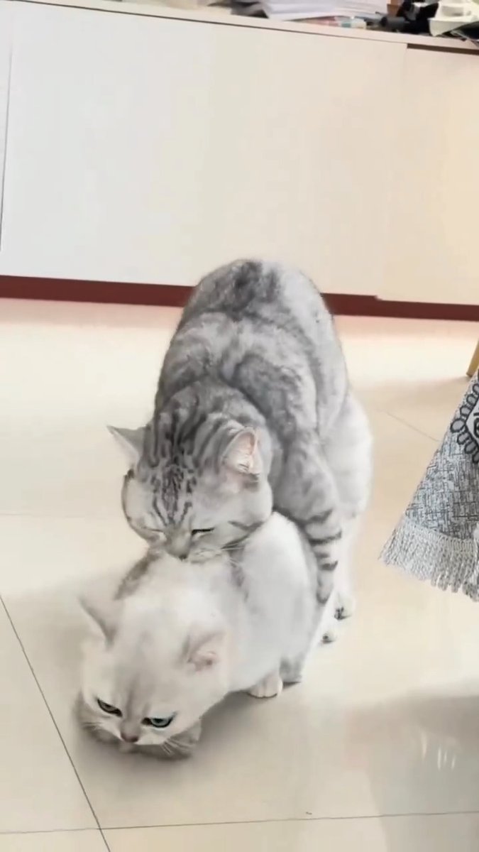cat family is so adorable 🩷🥰