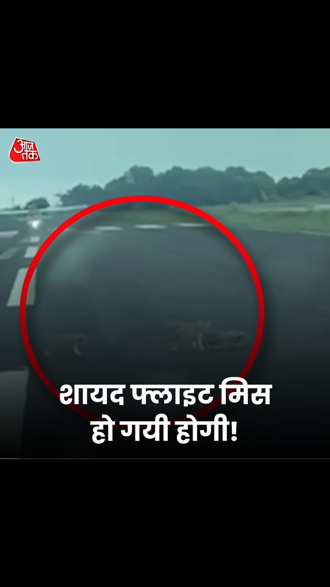 शायद फ्लाइट मिस हो गयी होगी! मध्य प्रदेश के सिवनी में हवाई पट्टी पर नज़र आया तेंदुआ परिवार, दो शावकों के साथ हवाई पट्टी पर चलते हुए दिखाई दी मादा तेंदुआ. टेक ऑफ से पहले पायलट ने प्लेन बैठे बैठे इसका वीडियो रिकॉर्ड किया. #MadhyaPradesh #Seoni #Leopard #Airstrip #ViralVideo
