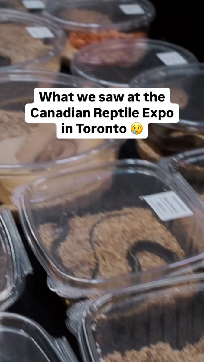 Heartbreaking to see thousands of lizards, snakes, turtles, & other reptiles trapped in tiny containers at the Canadian Pet Expo in Toronto this past weekend 😔 Reptiles belong in the wild, NOT in captivity. #ExoticPetTrade
