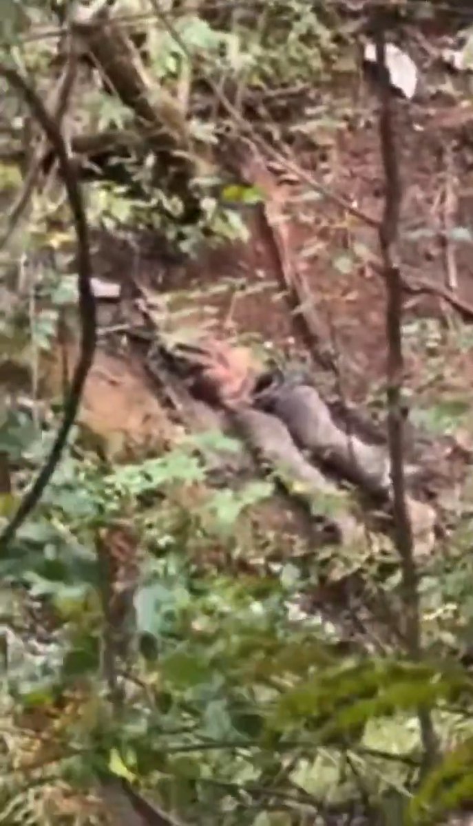 *reportedly* footage of the I-75 shooter Joseph Couch's body being discovered.... #I75 #crime #woods