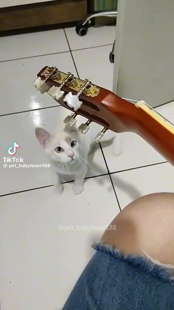 びっくりする猫シリーズずっと見てられる