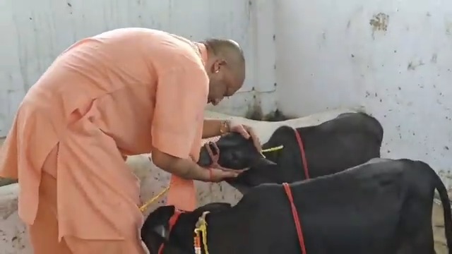 गोरक्षपीठाधीश्वर, महंत श्री Yogi Adityanath जी महाराज ने आज प्रातः श्री गोरखनाथ मंदिर परिसर स्थित गोशाला में आंध्र प्रदेश से आए पुंगनूर गोवंशों को चारा खिलाकर उनकी सेवा की।