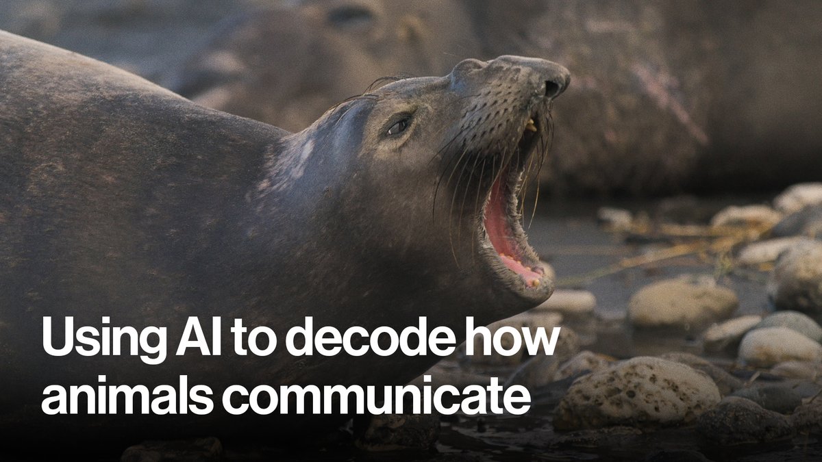 Coming up on The Future with @fryrsquared, we follow biologist Caroline Casey on a mission to collect data from elephant seals—and find out how AI could help decode animal behavior