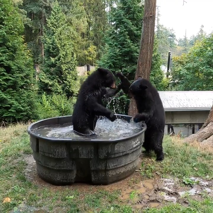 Rub a dub dub two cubs (wrassling) in a tub