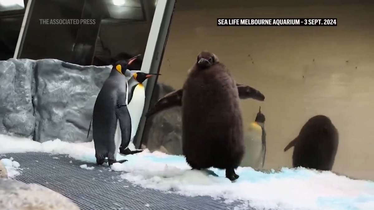A huge king penguin chick named Pesto, who weighs as much as both his parents combined, has become a social media celebrity and a star attraction at an Australian aquarium.