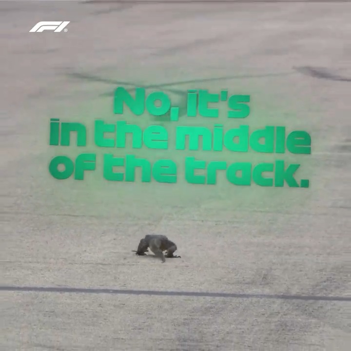 It wouldn't be Singapore without a lizard on track! 😁🦎 #F1 #SingaporeGP