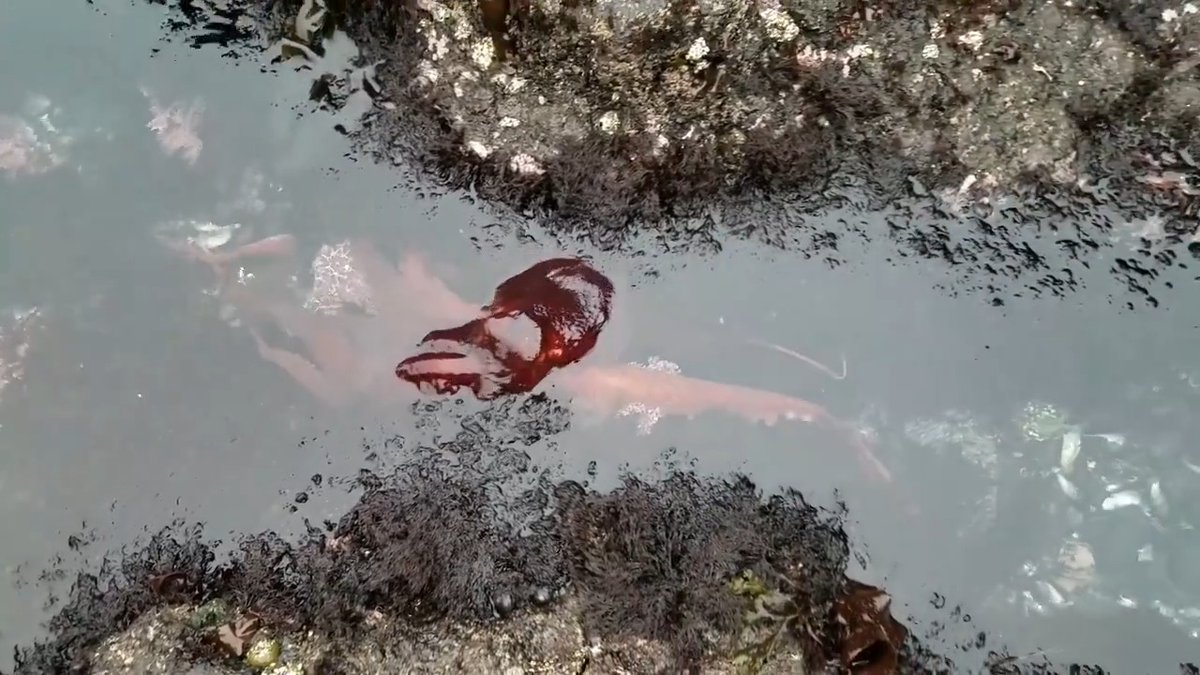 Release the kraken! 🐙 We just can’t get enough of this giant Pacific octopus making its way through the Yaquina Head tidepools in Oregon. This incredible creature is a master of disguise and can adapt to its environment by changing its skin color and texture.