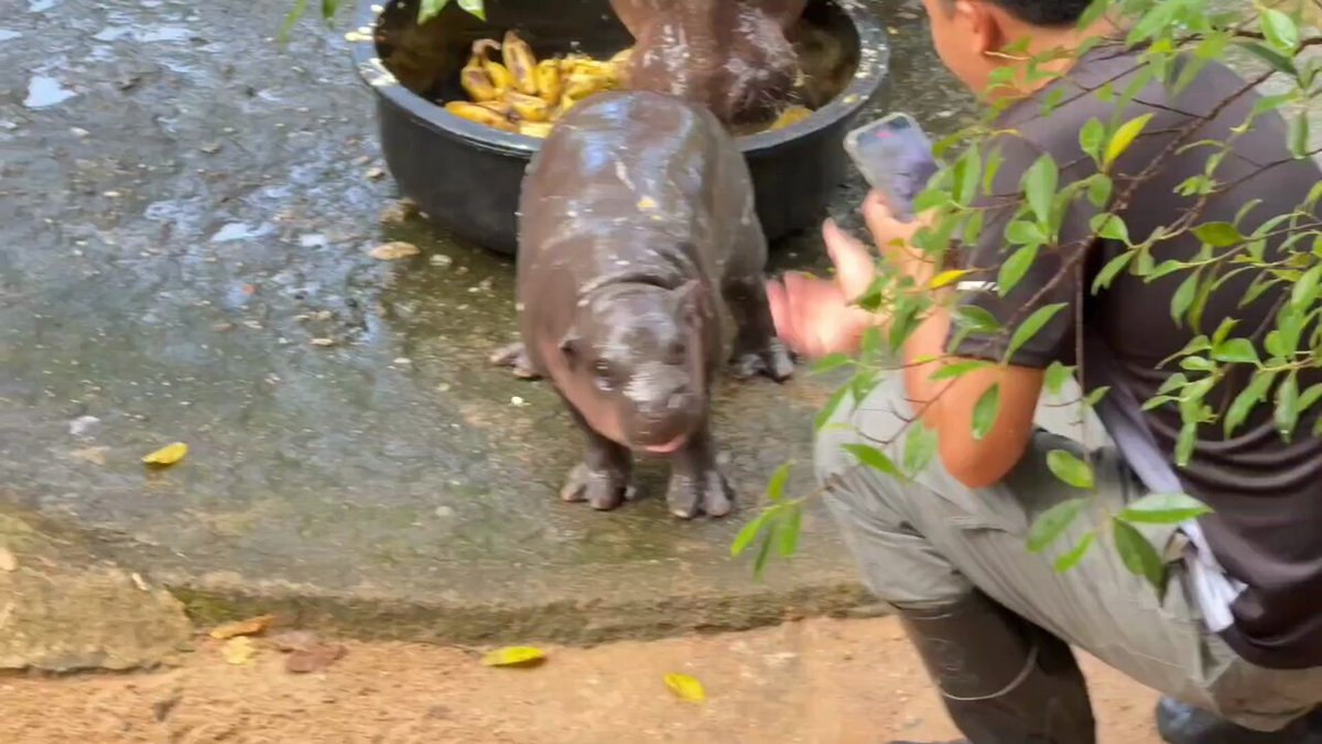 moodeng adorable hippo #หมูเด้ง #khaokheowzoo
