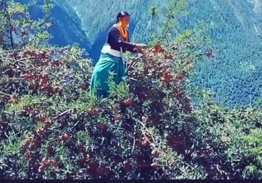 हुम्लाको एक महिला स्याउ टिप्दै ! कर्णालिका नाङा पहाडहरु यस्तै स्याउ, ओखर , ढटिलो खामुको रुखहरुले ढाक्न पाएको भए अनि हरेक बगैचा सम्म सडक पुगेको भए ?