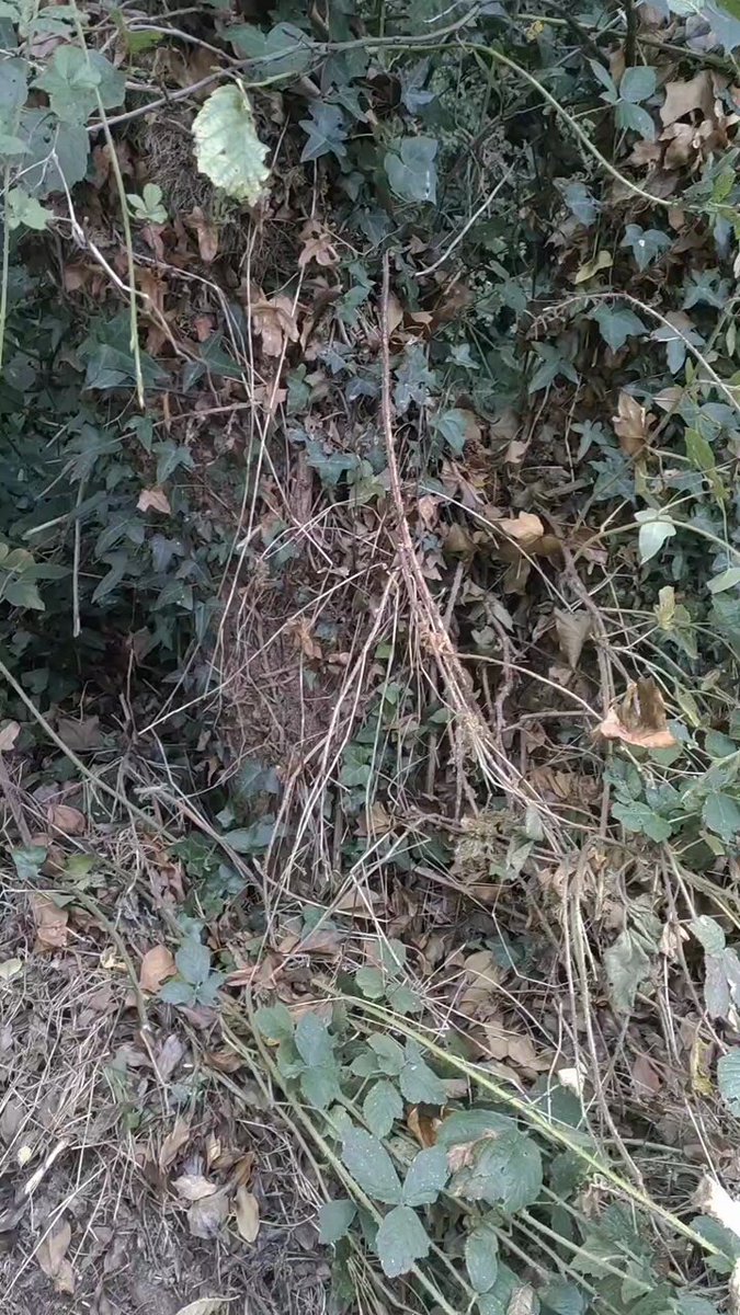 These old trees are dying 🌳😓 But it wasn't the Ivy that has been cut away that is killing them the culprit is simply old age🌿 These Alder trees only live for about as long as we do and so by cutting the Ivy🌿 off the only thing the well meaning culprit has achieved is to deny wildlife refuge and nutrition 💮🍇 The trees are still going to go for the long sleep but they would have continued to stand and support the Ivy allowing it to do it's work for years to come. Right now the Ivy in Ireland is begining to flower and will sustain 🐝 & other insects well into late Autumn 🍂 These flowers will be followed by fat-rich berries 🍇 that will keep birds going through the winter Ivy does not kill trees. It is an essential part of our natural ecosystem so please leave it be 🌳🌳🍂💜🍂🌳🌳