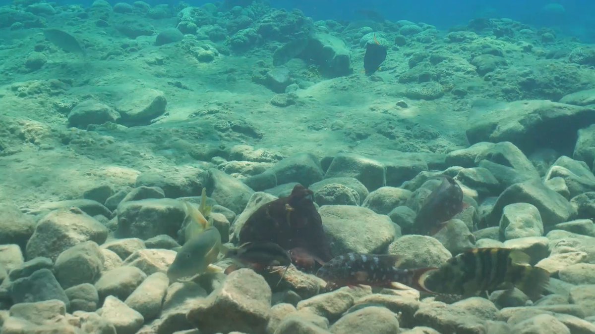 Some octopus and fish species appear to share leadership when hunting prey together, according to a paper in NatureEcoEvo. The findings broaden our understanding of the sophisticated cross-species social life of octopuses and fish.