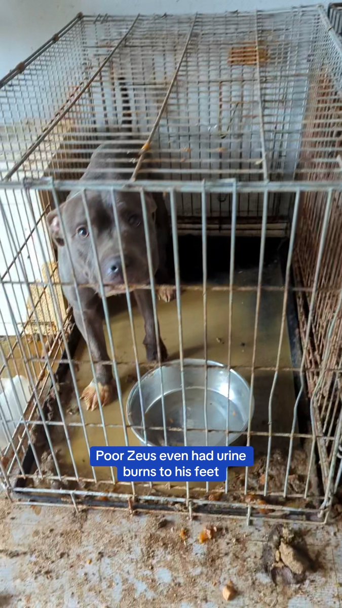 Zeus hasn’t had the best start in life after being removed from a property where he was found confined to a faeces-filled crate along with two other dogs 😢 After some much-needed TLC at RSPCA Preston, he's finally ready to find his forever home: