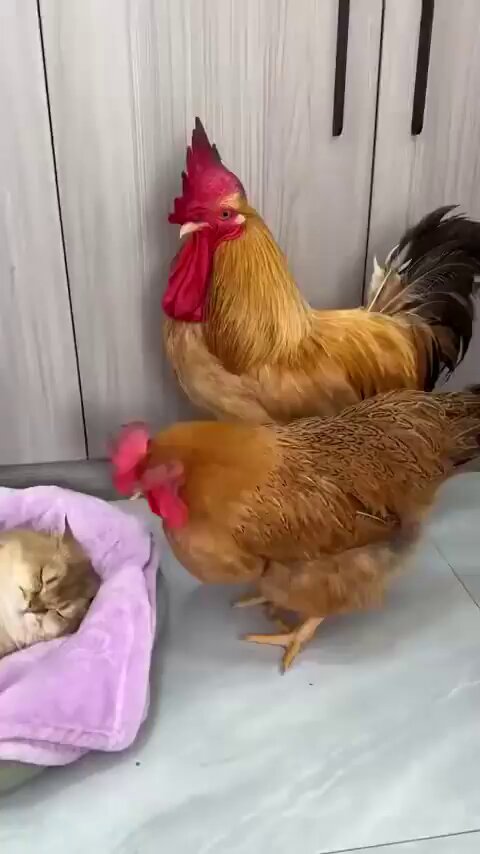 Married couple want their kids back! 🤣🤣