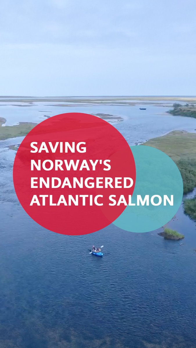 How is AI helping save Norway’s endangered Atlantic salmon? Watch to learn how #Huawei & Berlevag JFF’s filtering system provides an identification accuracy of 99%+ and helps cut manual labor requirements by 90%! Learn more: #WinWin #TECH4ALL #TechExpress