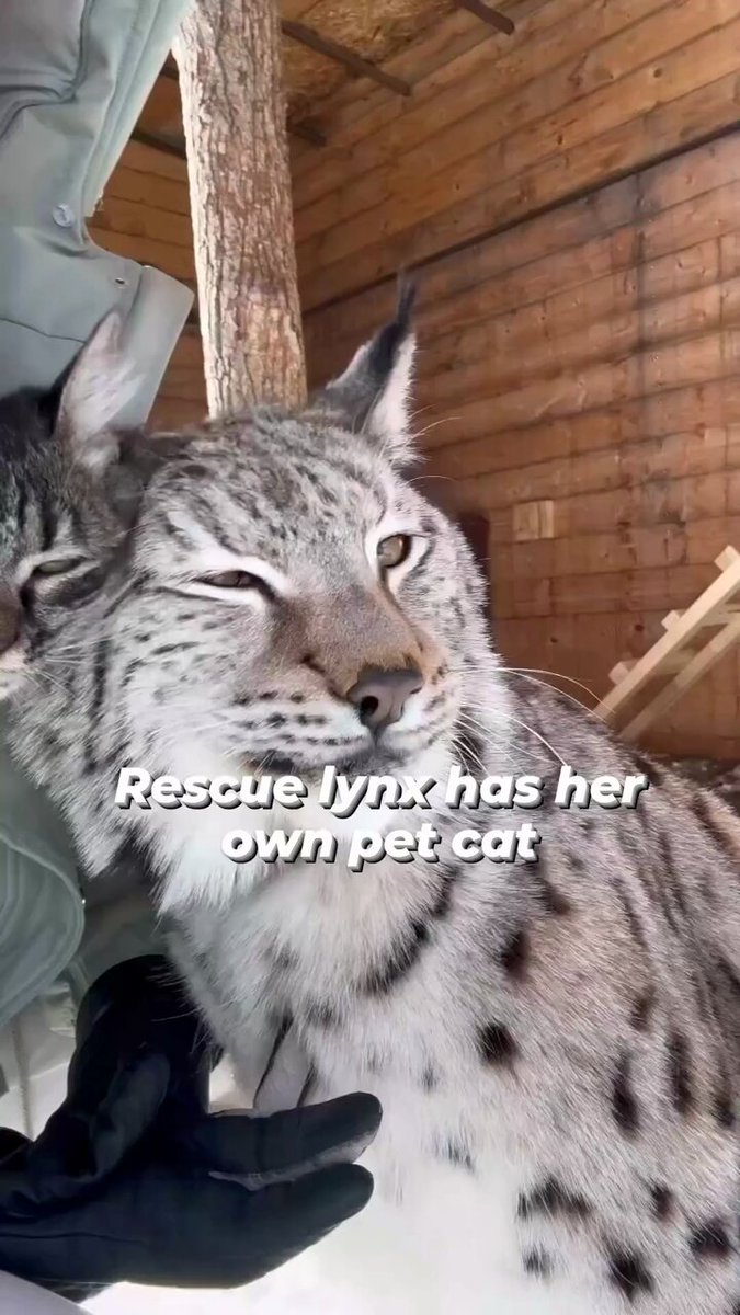 Lynx: "Ur my kitten." Cat: "I'm full grown-" Lynx: "KITTEN."