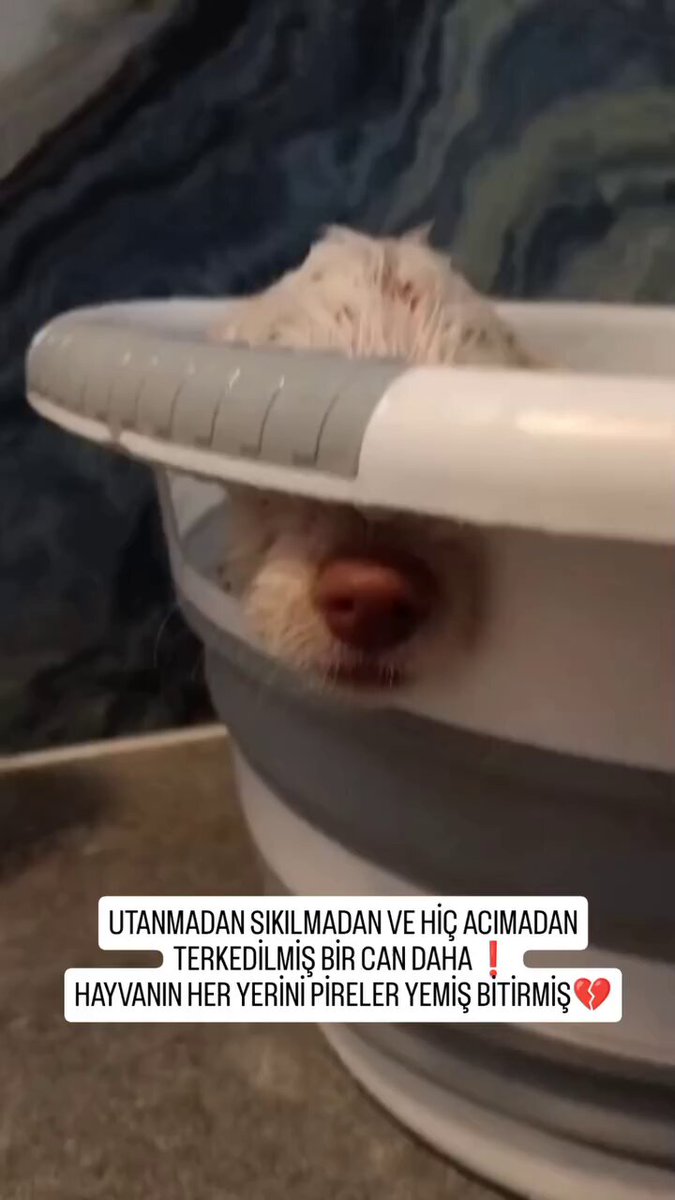 en fazla 3 4 aylık 2 kardeş Terrier sokağa atılmış. Hayata küsmüş bu çocuklar:( Onları bulan kişi yıkamış, pirelerinden arındırmış. Bizde devamı getirelim. Paylaşarak şanslarını arttıralım. İletişim, 05324323841 İnstagram inci1inci #KışlasızBedelli #ŞiddetiDurdurAYM #Pedofili #Gebersin