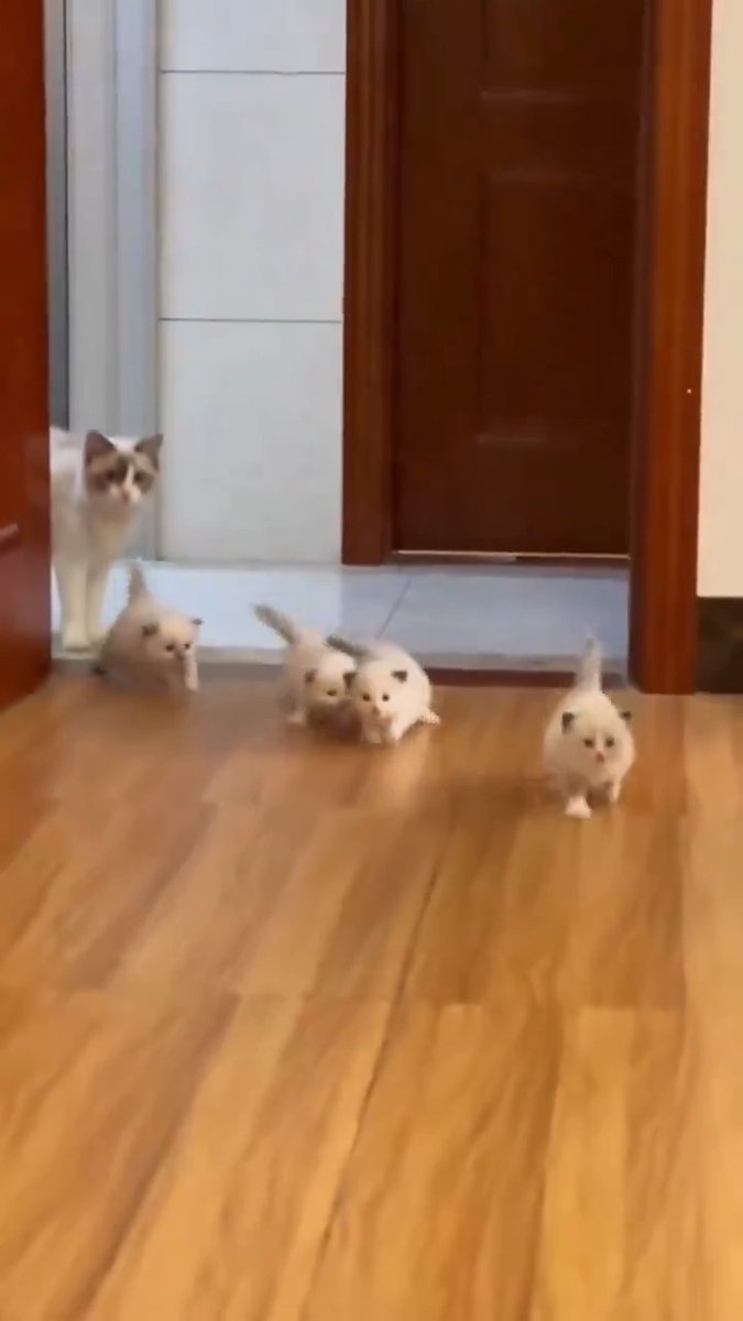 cat family is so cute😺💕