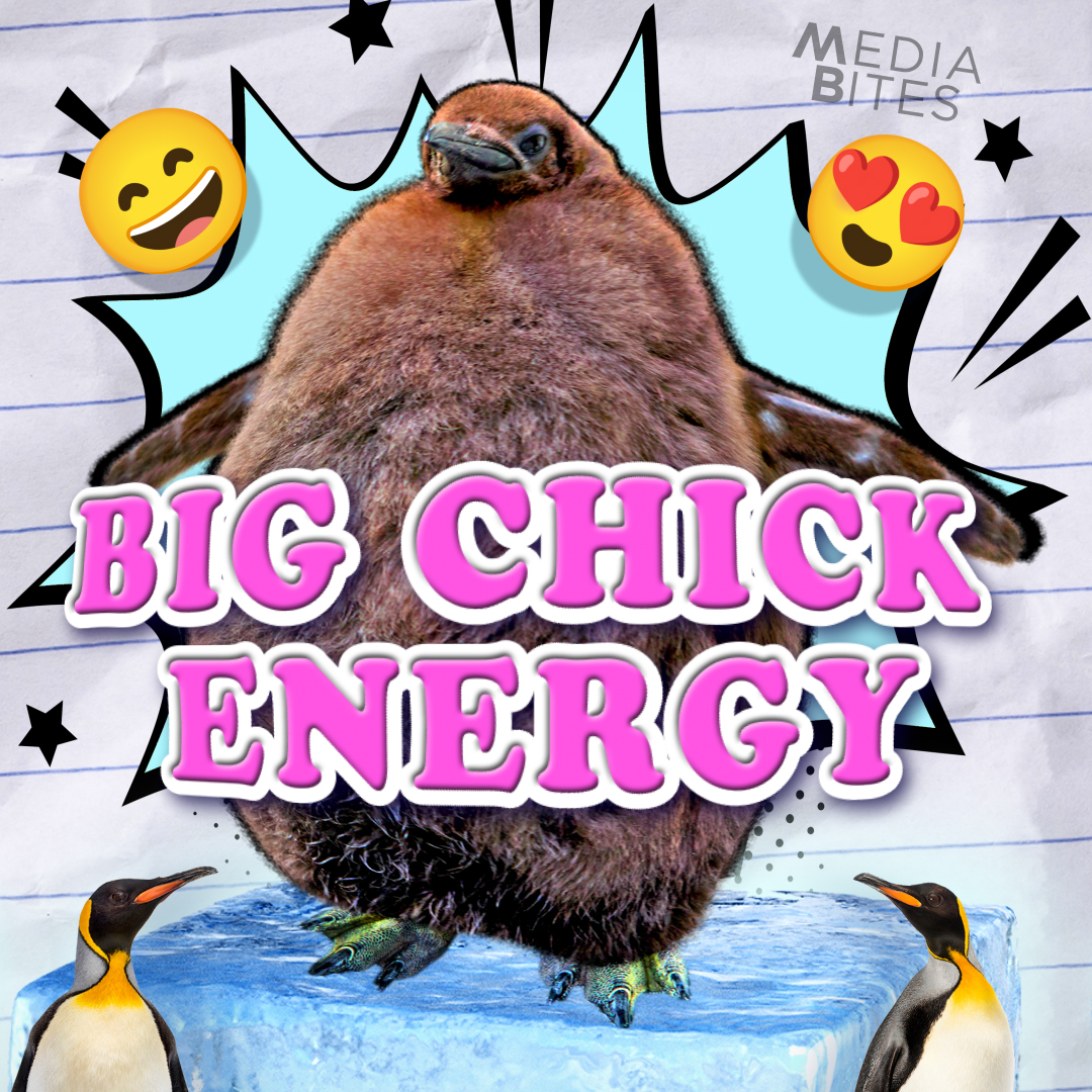 Pesto the penguin’s viral stardom might be as over inflated as he is. #MediaBites #MediaWatch