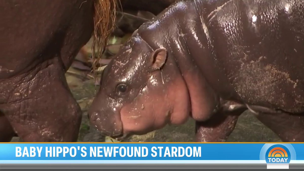 She needs no introduction; she is the moment! 🦛🌟 Janis Mackey Frayer shares an exclusive look at Moo Deng in the Khao Kheow Open Zoo in Thailand and her newfound stardom.