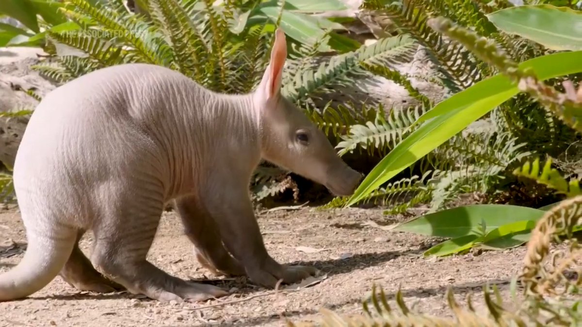 Watch: The San Diego Zoo Wildlife Alliance showcases the first-ever aardvark calf born at the safari park.