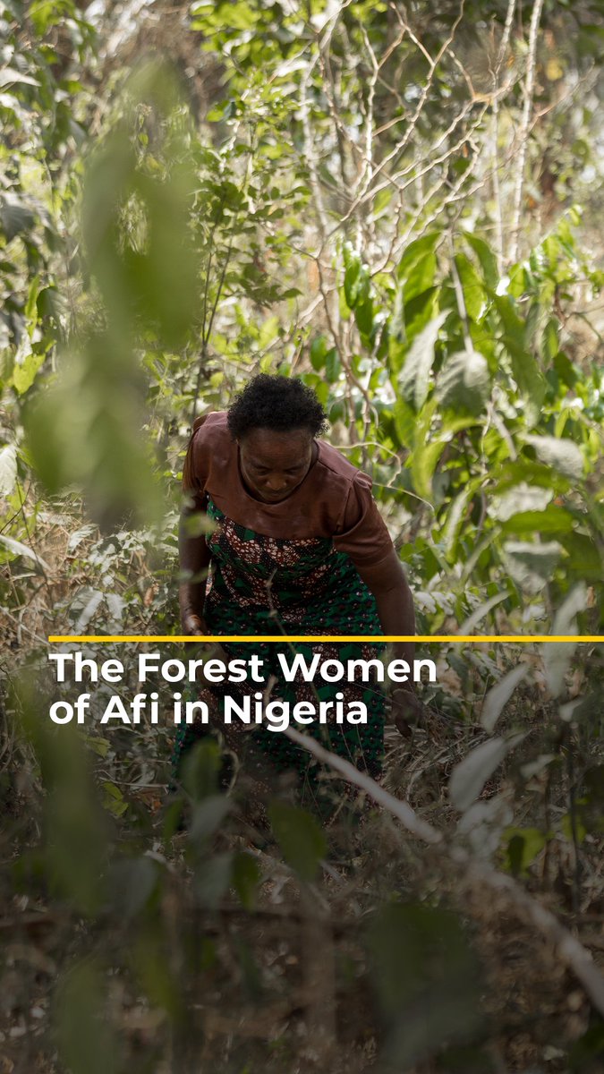Mary Ofre and her local women’s group play an important part in protecting the Afi forest in Nigeria’s Cross River State from illegal logging. Watch the film: