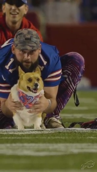 pov you're a Corgi at halftime during Monday Night Football. #GoBills | #BillsMafia