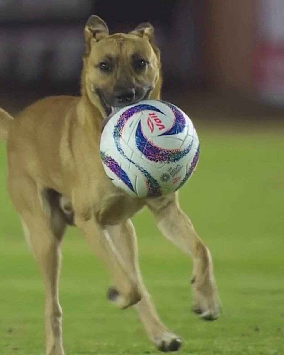Se cumplió un año del descubrimiento de un crack, el jugador más 🐶 de la Liga de Expansión. ⚽🔥 (vía Alebrijes Oaxaca)