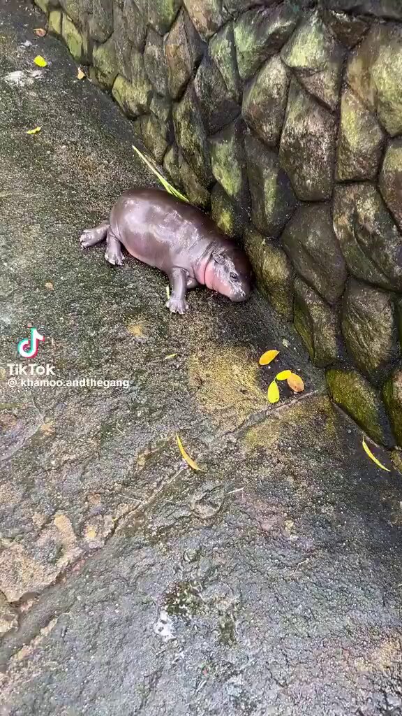 here’s some footage of moo wan, moo deng’s older sister, to make your morning❤️‍🩹