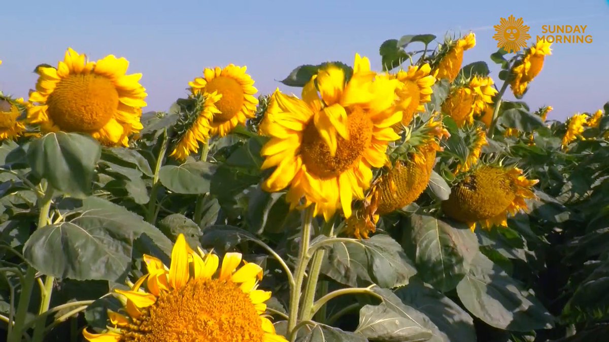 We leave you this Sunday morning among sunflowers in Highmore, South Dakota. Videographer: Kevin Kjergaard.
