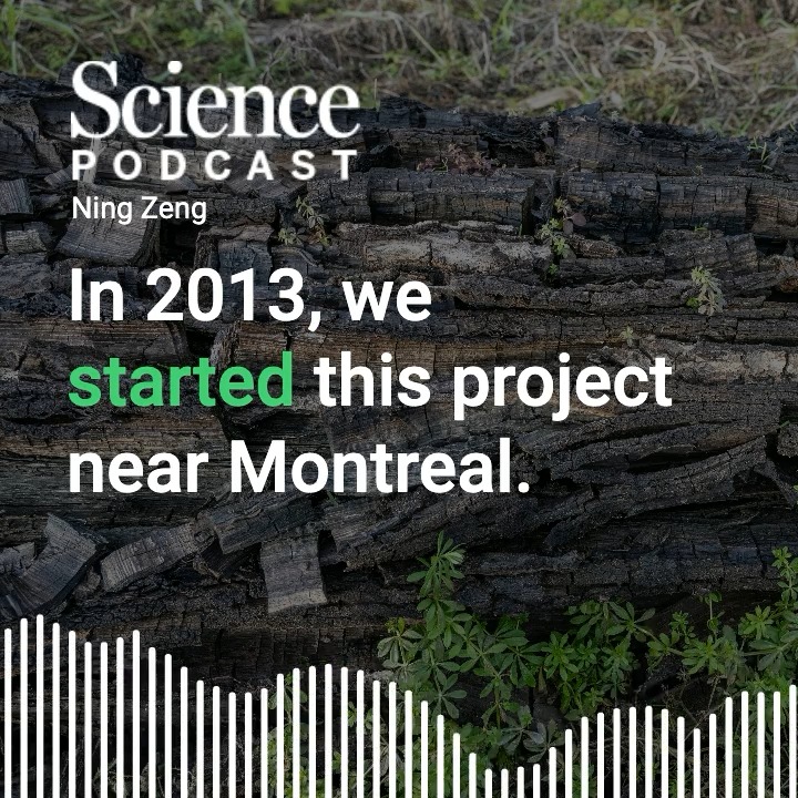 In the latest #SciencePodcast🎙️, researcher Ning Zeng joins host SarCrespi to talk about how an unearthed 3000-year-old log that has held on to most of its carbon is pretty good proof that we can efficiently put carbon underground at low cost by burying trees. 🎧 Listen here: