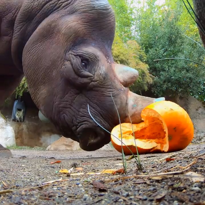 Let the gourd times roll