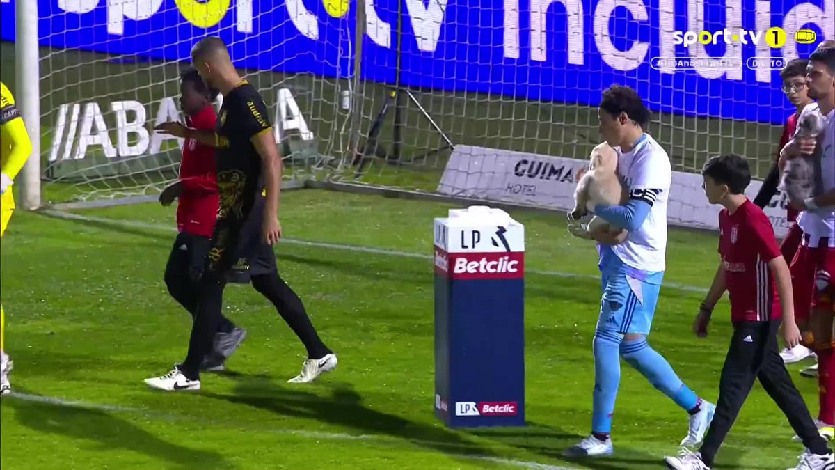 AVS entrou em campo com cães disponíveis para adoção 🐶❤️