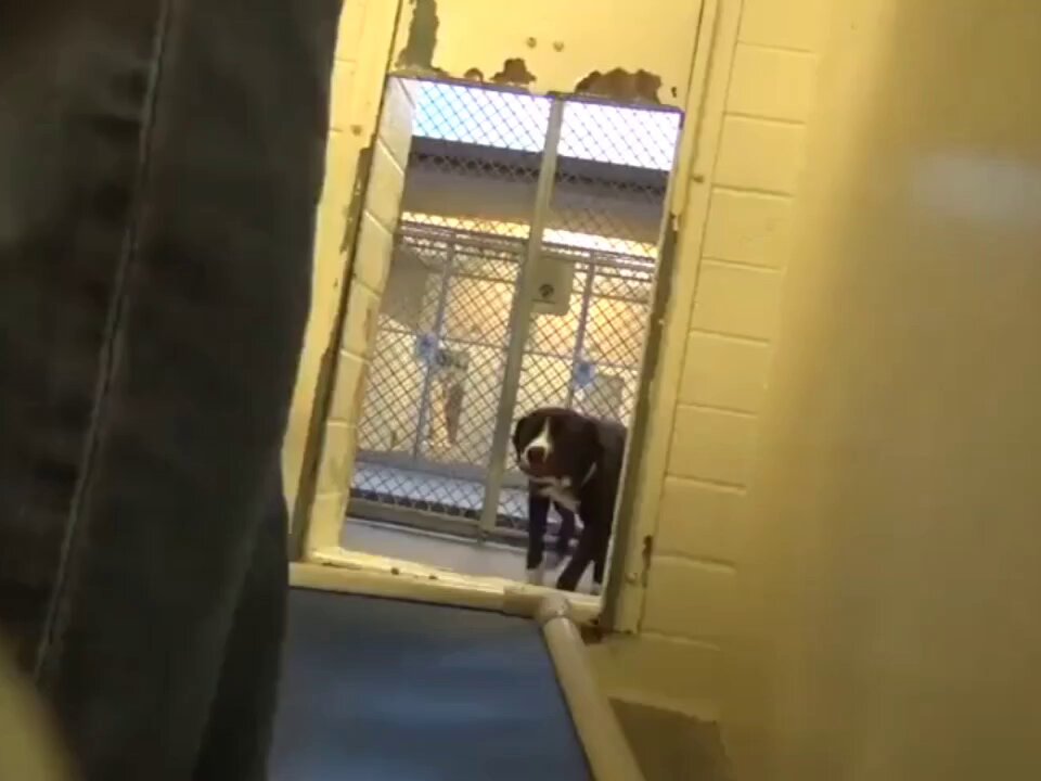 Benny realizing he is being adopted.