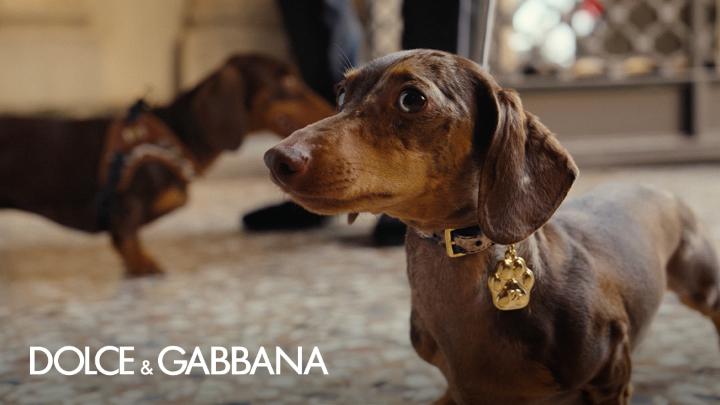 Tailored to perfection, #DolceGabbana’s new clothing and accessories selection for dogs reflects the brand’s dedication to luxury, comfort, and impeccable style. Discover the full range in Dolce&amp;Gabbana Boutiques or at