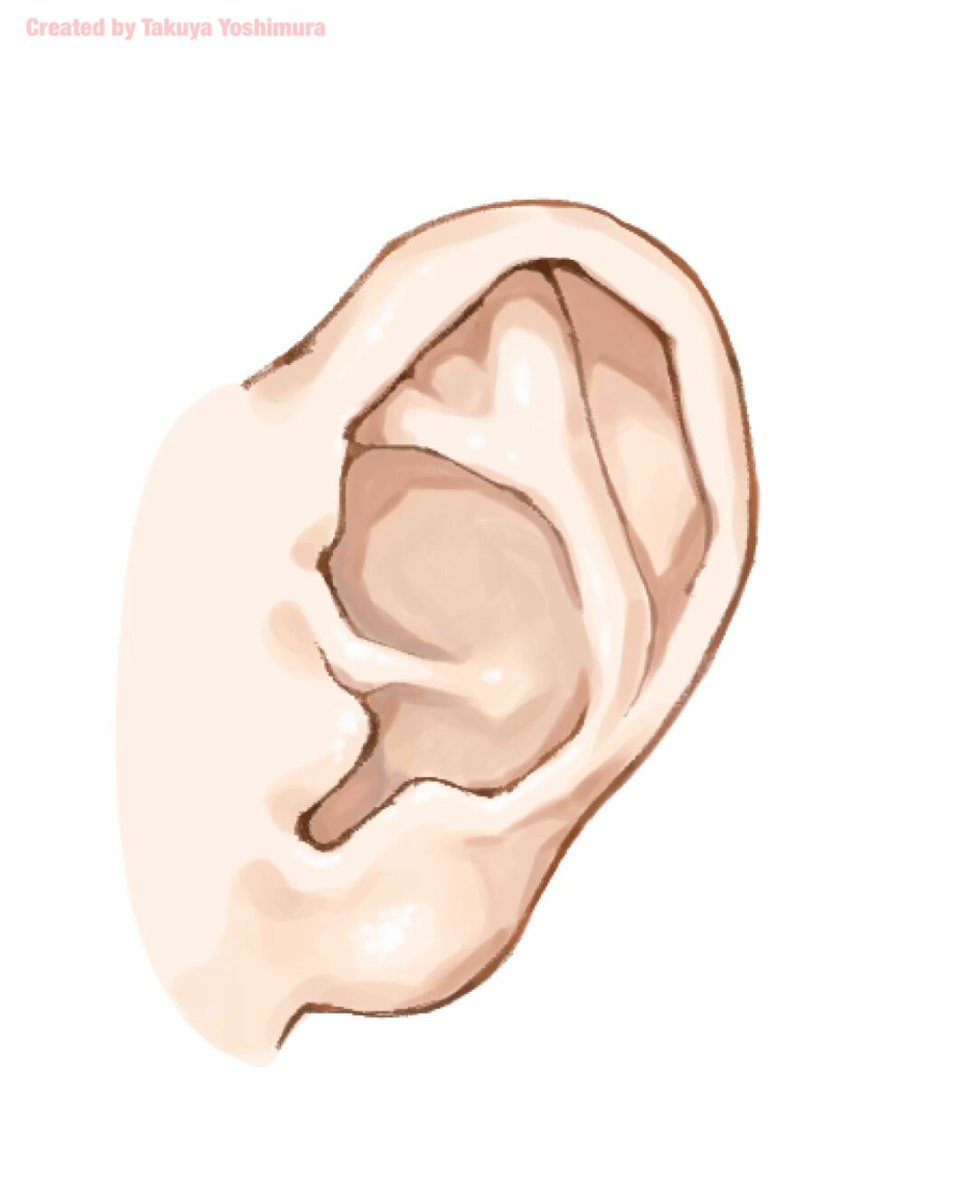 Until the ear is formed.