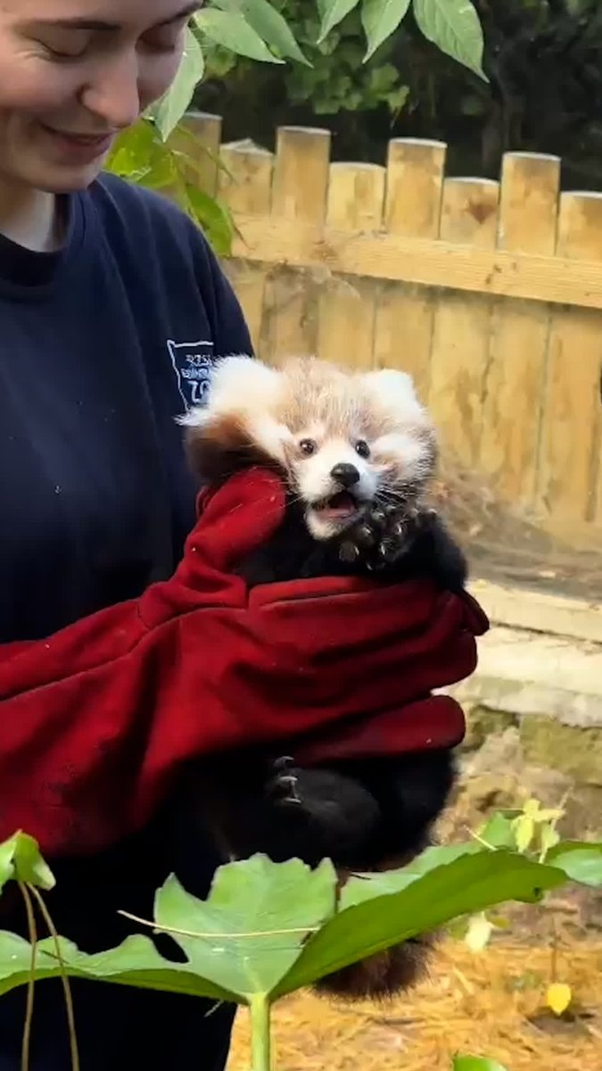 Baby red panda makes her first appearance at Edinburgh Zoo