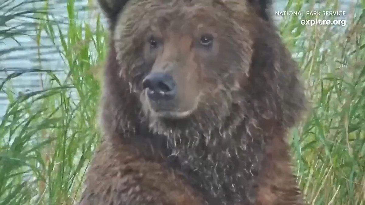 Watch: Voting has started in the annual Fat Bear Week contest at Alaska’s Katmai National Park and Preserve, with viewers picking their favorite among a dozen brown bears fattened up to survive the winter.
