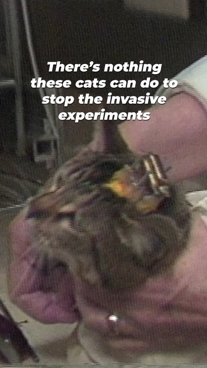 We shut down these cat labs, but we won’t stop until cats are no longer used in experiments 💔 Help us fight for them!