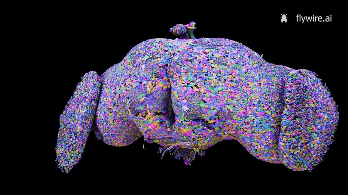 The most complete map for any organism so far. 🪰🧠✨ @sara_reardon for @nature explains why we should care about the fruit fly brain: 🎥 Video by Princeton University #SfN24