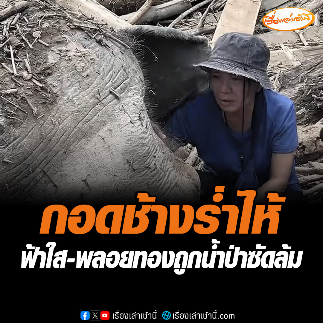 "แสงเดือน" ผู้อำนวยการศูนย์บริบาลช้าง ประธานมูลนิธิอนุรักษ์ช้างและสิ่งแวดล้อม ร่ำไห้กอดช้างสุดที่รัก 2 เชือก ฟ้าใส - พลอยทอง ช้างตาบอด สงสารจับใจ เผยน้ำมาเร็วมาก ตอนนี้กำลังเคลียร์พื้นที่ คาดจะฝังในคืนนี้ #เรื่องเล่าเช้านี้ #ข่าวช่อง3 #น้ำท่วม #เชียงใหม่