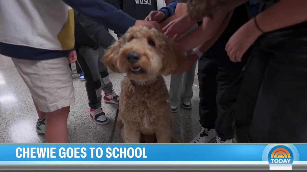 Chewie, the therapy dog, is making a positive impact on the lives of students in a New Jersey school district.